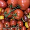 ‘슈퍼푸드’ 토마토 속에 숨겨진 수십만개의 돌연변이 비밀
