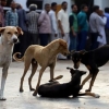 인도 나갈란드주 개고기 식용금지, 동물보호단체 “환영”