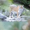 취리히 동물원 사육사 호랑이에게 공격 받아 사망, 더 참혹한 이유