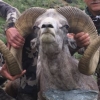 사자 세실 ‘트로피 사냥’했던 美치과의사, 지난해엔 몽골 산양을