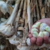 달성군, 코로나 면역 탁월한 국산 홍산마늘 재배