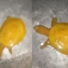“이런 거북은 처음” 인도서 공개된 노란 거북 영상 화제