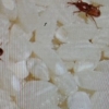집단 식중독 안산 H유치원서 이번엔 급식꾸러미 ‘쌀벌레’ 파문