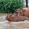 [이슈픽] 기록적 폭우… 물에 빠진 동물들은 어떡하나요