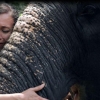 인도 케랄라주 사원 코끼리들 온몸에 피멍, 정신착란, 눈 멀어