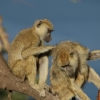 개코원숭이도 ‘친한 암컷’ 있는 수컷이 더 오래 살아