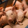[사이언스 브런치] 코로나19만도 힘겨운데 돼지 코로나까지 인간감염 가능하다고?