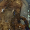 “청산가리 10배”…울산 앞바다 맹독성 파란고리문어 또 발견