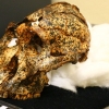 200만년 전 ‘사촌 조상’ 해골 파편 300시간 들여 맞춘 연구진