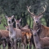 스페인 사냥꾼들, 포르투갈에서 540마리 사슴과 멧돼지 몰살