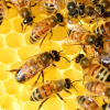 개미, 꿀벌 같은 사회적 동물들 집단지능 비밀 풀렸다