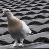 미국에서 날아온 사실 거짓 판명, 살처분 면한 호주 비둘기