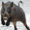 ‘야생 멧돼지 포획포상금’ 약발 받네…지난해 전국서 9만 7000여 마리 포획