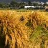 쌀 수입관세율 513% 공식 확정