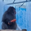 “얼음 속 원숭이”…대구시, ‘학대 논란’ 동물원 수사 의뢰