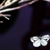 [포토] 입춘에 만나는 봄의 전령 나비