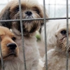 버려지는 애완동물, 전국 위탁 동물보호센터 운영실태 전수 점검