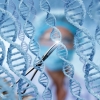 유전병 치료 가능한 ‘세포공장’ DNA 편집 실험 성공했다