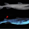뉴질랜드 깊은 바다에서 스스로 빛을 내는 상어 세 종류 확인