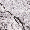 하동 화개장터 벚꽃축제 2년연속 취소