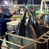 ‘바다 로또’ 참다랑어 2000마리… 부산공동어시장서 판매