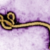 에볼라 종식 코앞에서 감염자 또 발견된 기니…감염경로 조사중