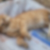 “몇년째 죽어나간 고양이들”…해운대 아파트서 무슨일이[이슈픽]