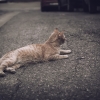 ‘학대 사망 의심’ 고양이, 치사율 높은 파보바이러스 감염