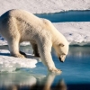 남극 눈에서 ‘미세 플라스틱’…펭귄도, 인간도 위험하다