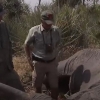 코끼리 숨 끊어질 때까지 탕 탕 탕 탕! NRA 수장의 잔인한 사냥