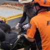 울산 농가 내려온 곰 ‘포획’… 인근서 사육되는 곰 추정