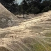 [나우뉴스] 홍수 후 생긴 거대한 거미줄…알고보니 자연의 경이로움