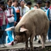 쓰촨 지진 때 36일을 버틴 ‘영웅 돼지 주젠창’ 죽자 추모 열기