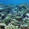 해양산성화에도 바다의 이산화탄소 흡수력 줄지 않는다
