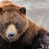미 몬태나주 오지에서 혼자 야영하던 여성, 회색곰 공격에 절명