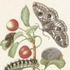 [그 책속 이미지] 파브르보다 100년 앞서 그려낸 나비의 일생… 과학과 예술의 조화