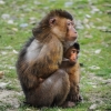 죽은 원숭이 해부한 중국 수의사 ‘원숭이 B바이러스’ 감염 첫 사망