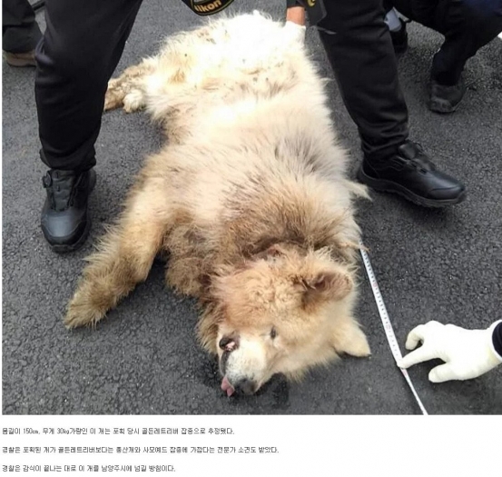 [속보] ‘남양주 개 물림 사망사고‘ 60대 견주 구속영장 기각