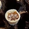 새 둥지 모양의 ‘둥우리버섯’ 가야산서 첫 발견