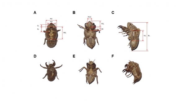 매미 허물로 종 확인…정보기술 융합 연구