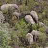 17개월 동안 떠돌던 중국 코끼리떼 14마리 마침내 고향으로