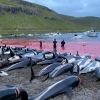 “돌핀은 보호 못 받아”… ‘전통’이 죽인 고래, 역대 최대 1400여마리