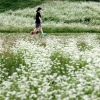 메밀꽃 위의 산책