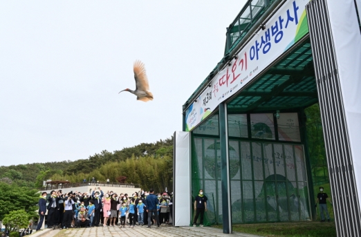 ‘따오기야 식구 많이 불려라’, 우포따오기 40마리 4번째 야생방사