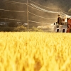 지난해 초과 생산 쌀 20만t 정부가 매입