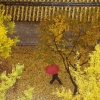 가을 비와 낙엽 엔딩