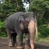 인도서 21명 죽인 살인 코끼리, 훈련 받아 갱생…“서식지 보호해야”