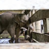 ‘멸종위기’ 수마트라 코끼리 독살해 상아 빼앗은 밀렵꾼들…인도네시아 법원 ‘철퇴’