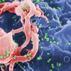 [나우뉴스] ‘슈퍼 면역력’으로 에이즈 자연 치유…두 번째 완치자 나왔다