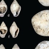 조개 구슬과 함께 발견된 머리뼈…1만년전 여자아기였다